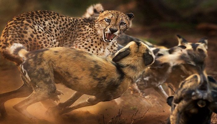 African wild dogs are known to be very effective hunters. Not on this occasion, however. This lone cheetah just managed to escape with its life. The photo was taken in a South African game reserve. Category - Behaviour: Mammals. Photo: Peter Haygarth, UK