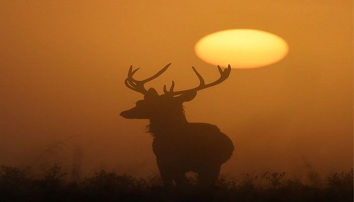 The sun rises behind a deer at dawn in Richmond Park, south-west London, as the UK enjoys some mild September weather. Photo: TOBY MELVILLE