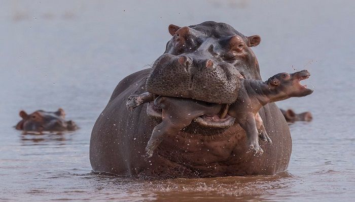A newborn hippo is attacked by a bull in the shallows of Lake Kariba, Zimbabwe. This behaviour is rare but may happen if there is competition for space or a male wants to impose his dominance. Category - Behaviour: Mammals. Photo: Adrian Hirschi, Switzerland