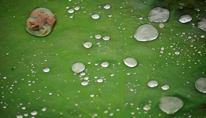 A frog is pictured on a lotus leaf after rain at a pond in Lalitpur, Nepal September 26, 2019. REUTERS