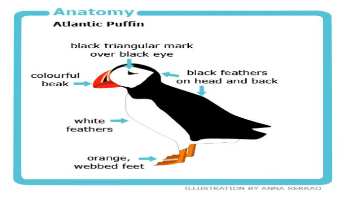 The Atlantic puffin is the official bird symbol of the province of Newfoundland and Labrador, Canada. || Photo: CGTN 