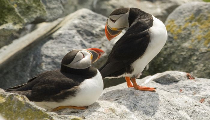 The Atlantic Puffin is sought after by many birdwatchers because of its bright-colored facial characteristics. || Photo: CGTN
