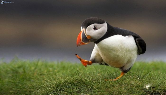 The Atlantic puffin is sturdily built with a thick-set neck and short wings and tail. || Photo: CGTN
