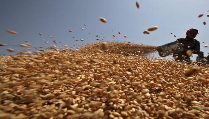A worker spreads wheat crop for drying at a wholesale grain market in the northern Indian city of Chandigarh Apr 22, 2015. Photo: REUTERS
