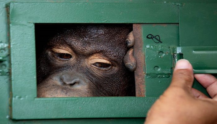 A Thai officer closes the window of cage where Cola, a 10-year-old female orangutan, waits to be sent back to Indonesia at Suvarnabhumi Airport in Bangkok, Thailand. Wildlife authorities in Thailand repatriated two orangutans, Cola and 7-year-old Giant, to their native habitats in Indonesia in a collaborative effort to combat the illicit wildlife trade. Photo: SAKCHAI LALIT/AP 