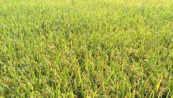 4153 Tonnes Aman Paddy to be Procured in Narsingdi