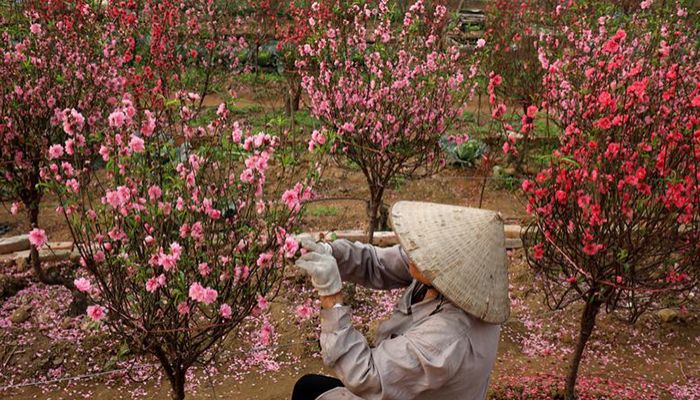 A Vietnamese farmer waits for customers ahead of the Vietnamese "Tet" (Lunar New Year festival) in a peach blossom flowers field in Hanoi, Vietnam, January 21, 2020. Photo: Reuters