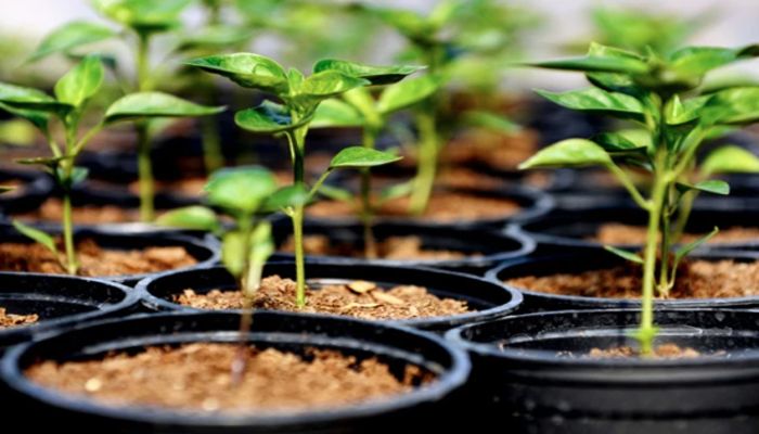 One Crore Trees to Be Planted Marking ‘Mujib Year’