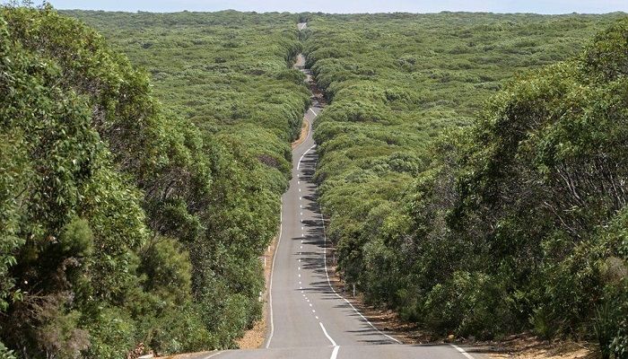 A famous long, winding road runs through Flinders Chase National Park on the island. Photo: BBC