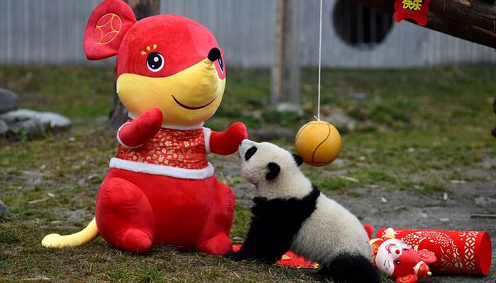A giant panda cub plays with a stuffed toy mouse during an event to celebrate the Chinese Lunar New Year of Rat, at Shenshuping panda base in Wolong, Sichuan province, China January 17, 2020. Photo: China Daily via Reuters