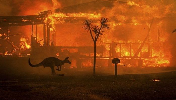 A kangaroo sparked by a burning house in Conjola on New Year's day. Photo: BBC