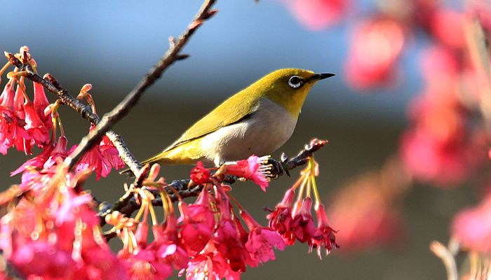 A bird on the tip of a cherry blossom twig in Huangshan City, Anhui Province, in east China, where the cherry blossoms have been in full bloom, February 22, 2020. 