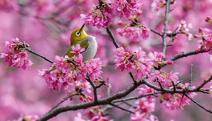 Spring has come in Nanning City, Guangxi Zhuang Autonomous Region, in south China, February 16, 2020. 