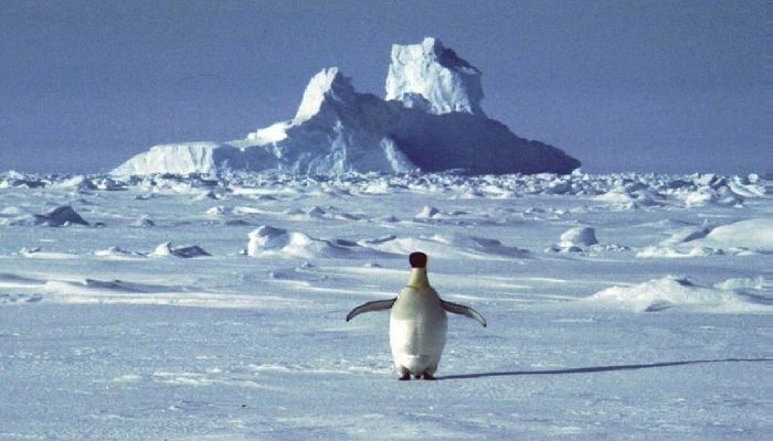 In this undated file photo, a lonely penguin appears in Antarctica during the southern hemisphere's summer season. The temperature in northern Antarctica hit nearly 65 degrees (18.3 degrees Celsius), a likely heat record on the continent best known for snow, ice, and penguins.Photo: Collected from AP