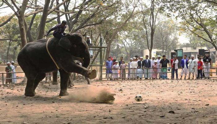 National Zoo Suspends Elephant Rides