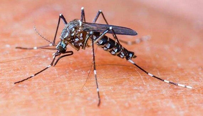 Expert Fear Even Worse Dengue Outbreak This Time