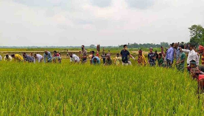 1,500 Join Paddy Harvest in Sunamganj
