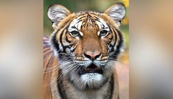 Tiger at New York Zoo Tests Positive for Coronavirus