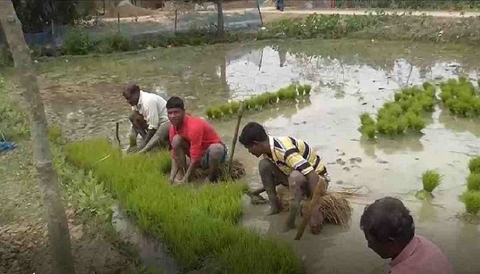 Flood Warning Spurs Paddy Harvest in Haors
