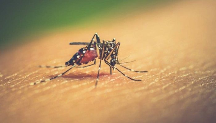 Risk of Dengue Outbreak Amid Lockdown