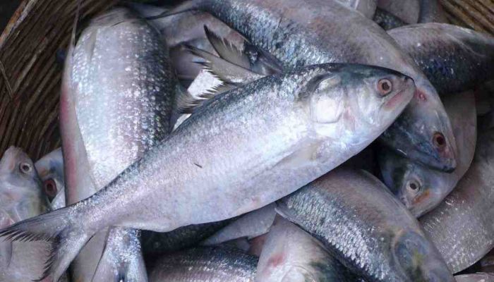 Livestock Ministry Sells Fish Worth Tk 7.73 cr in a Day