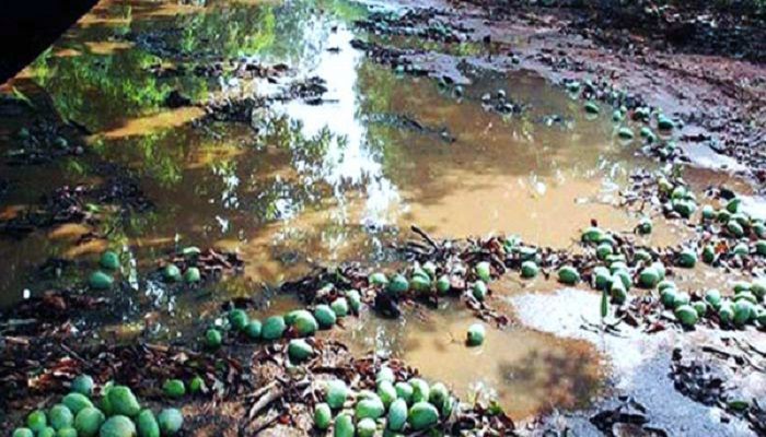 Amphan Affects around 20pc Mangoes in Rajshahi