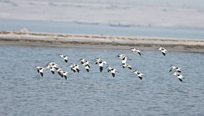 Oceanic Birds of Species Make Unusual Visit to Rajshahi