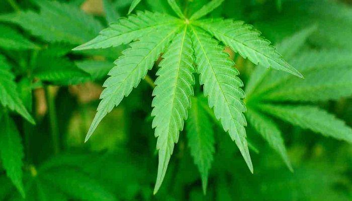 Cannabis a Probable Tool to Fight COVID-19