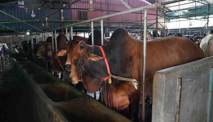 No Sacrificial Animal Import This Year: Minister