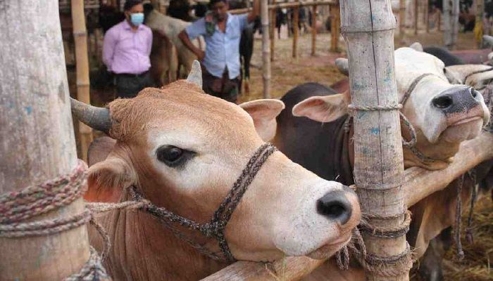 Don't Allow Hawkers at Cattle Markets: DMP Chief