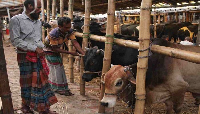 8 Teams to Monitor Cattle Markets in City