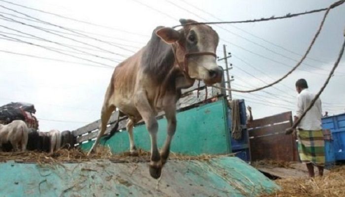 Cattle Markets: A Big Challenge for BD to Curb Virus Spread