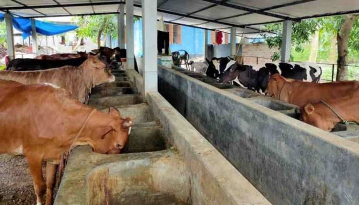 Jashore Cattle Farms: Huge Sacrificial Animals, Fewer Buyers