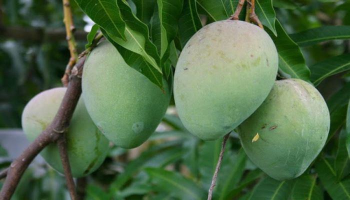 Bangladesh Starts Exporting Mangoes to Switzerland