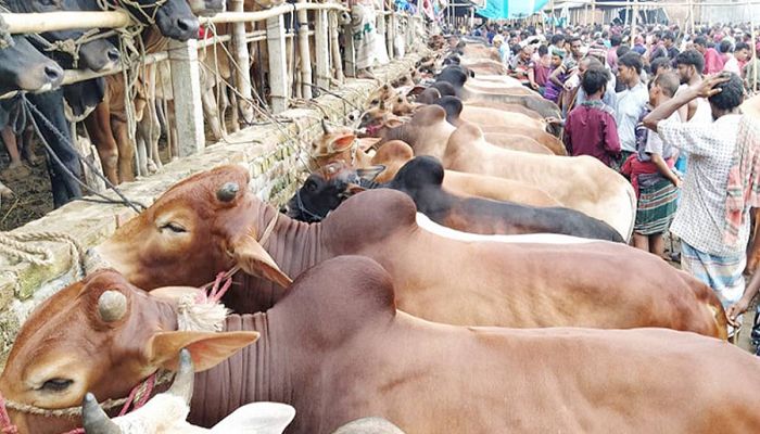 Ban Animal, Meat Imports from India, Myanmar: Traders
