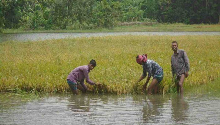 Boost Monitoring to Minimize Farmers' Losses: Razzque