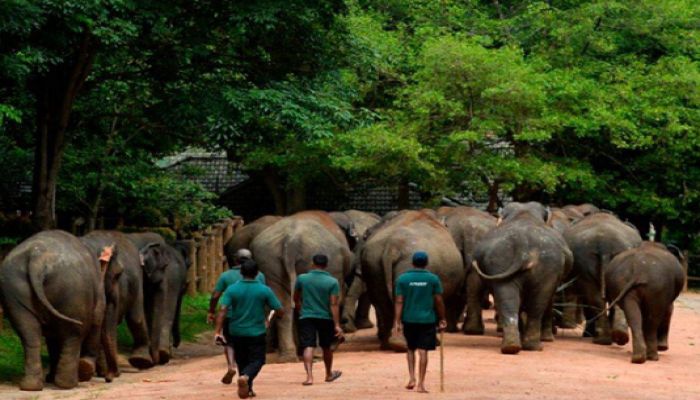 Virus Gives Sri Lanka’s Threatened Elephants a Reprieve