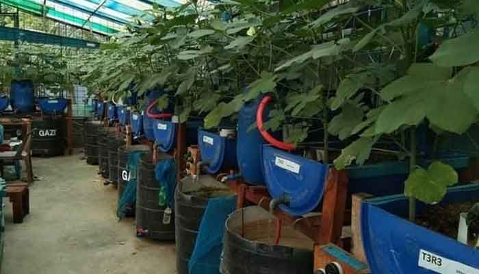 Aquaponics: The Integrated Method of Cultivating Fish And Vegetables without Soil Being Popular in BD