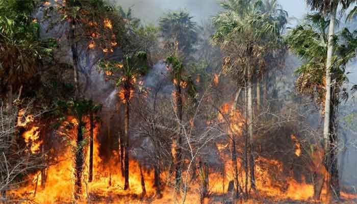 Paraguay Declares State of Emergency As Forest Fires Rage
