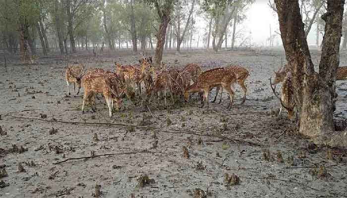 3 ‘Deer Poachers’ Held in Sundarbans