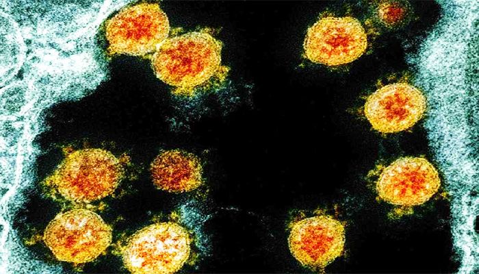 Cornea Appears to Resist Coronavirus Infection