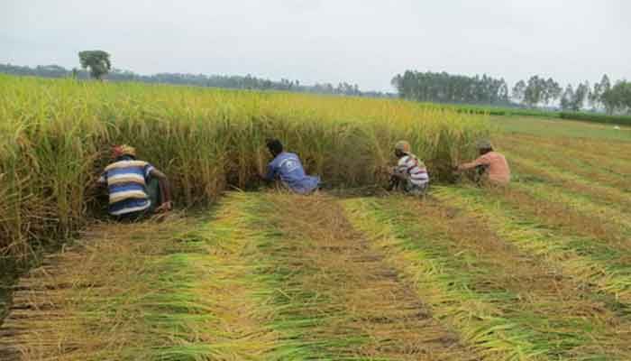 Panchagarh Aman Harvesting Goes On in Full Swing  