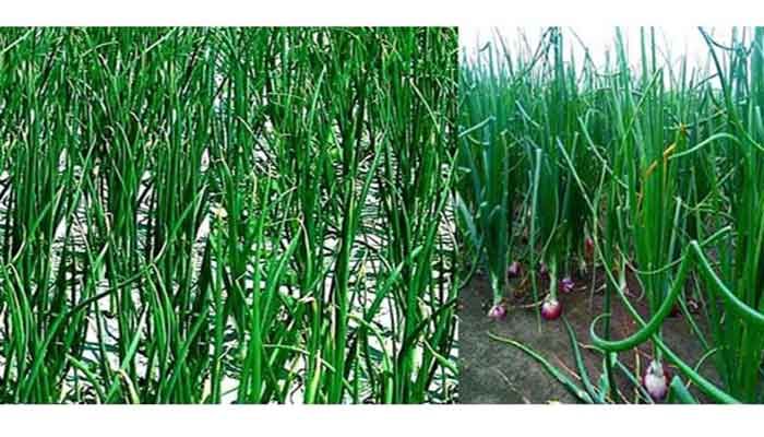 1.57 Lakh Tonnes Onion to Be Produced in Rangpur Division