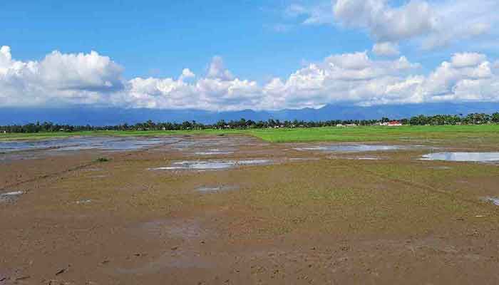 Heavy Rains Cloud Prospects of Boro Cultivation  