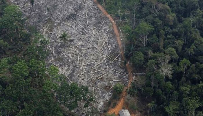Brazil’s Amazon: Deforestation ‘Surges to 12-Year High’  