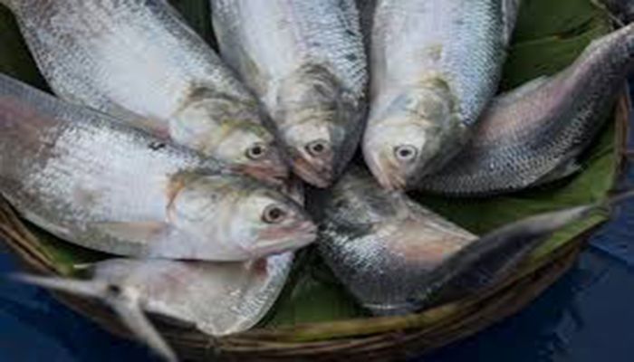 Govt Has No Plan to Export Hilsa in Next 5 Years