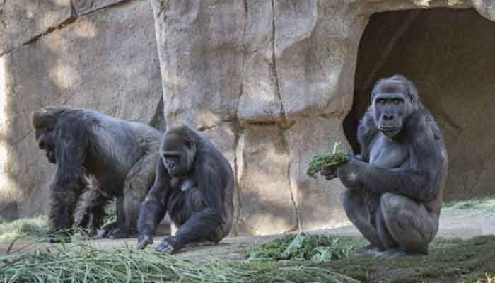 Gorillas Test Positive for Coronavirus at San Diego Park   