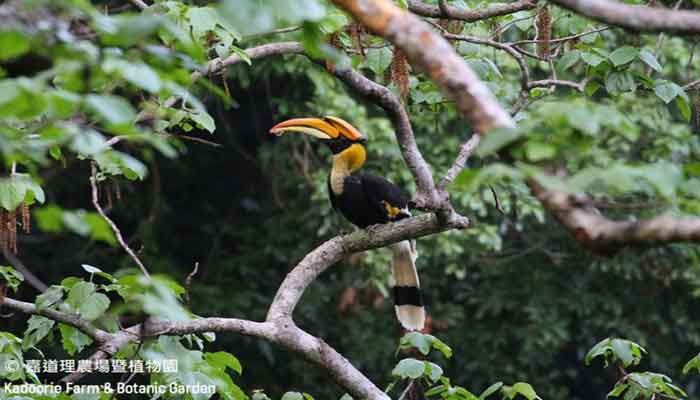 Rare Pied Hornbills Spotted in China’s Yunnan   