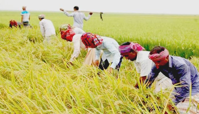 Jobless Workers Being Sent to Haor Districts to Cut Boro Paddy