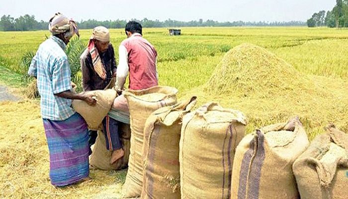 Countrywide Boro Paddy Procurement Begins